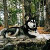 Алекс Вульф