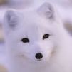 Arcticfox23