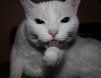 RealEvilCat