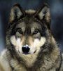 drakonandwolf